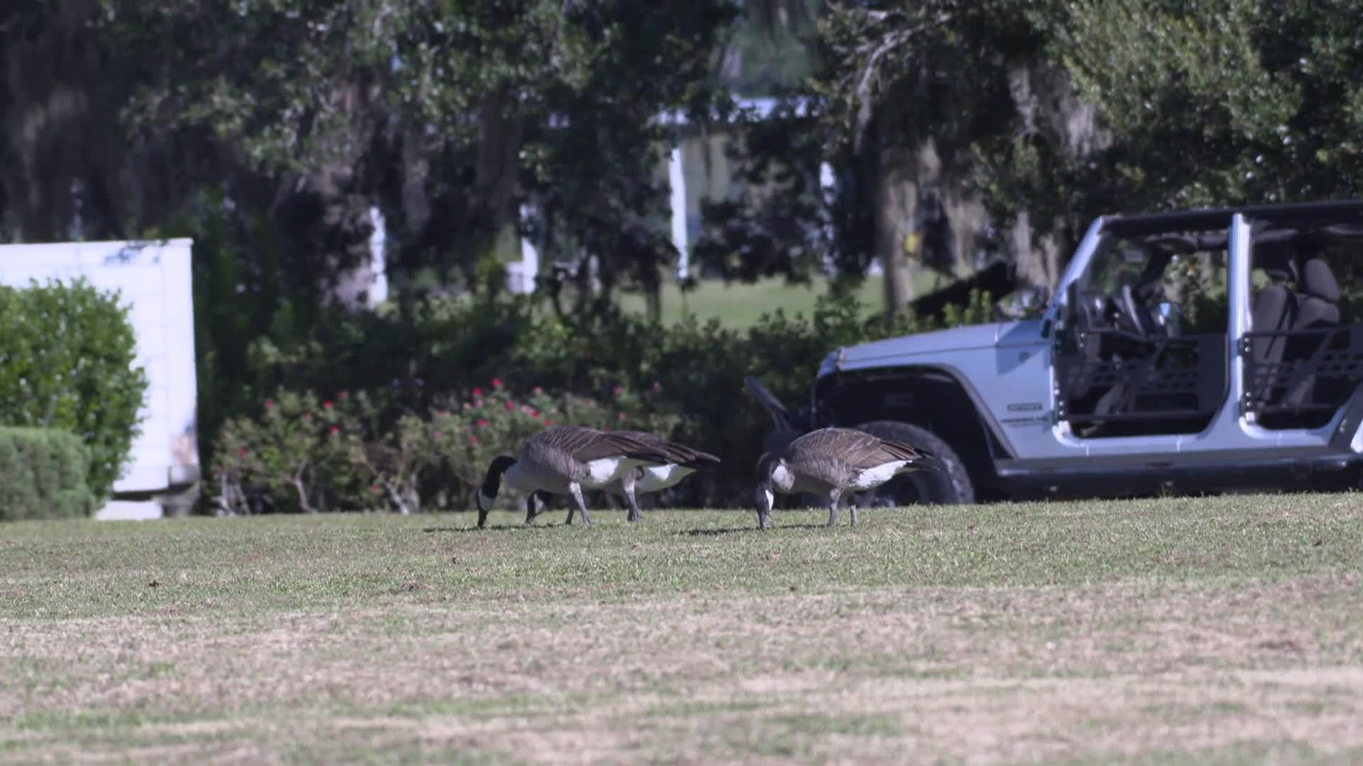 Wild Florida | Living With Wildlife: Canada Geese