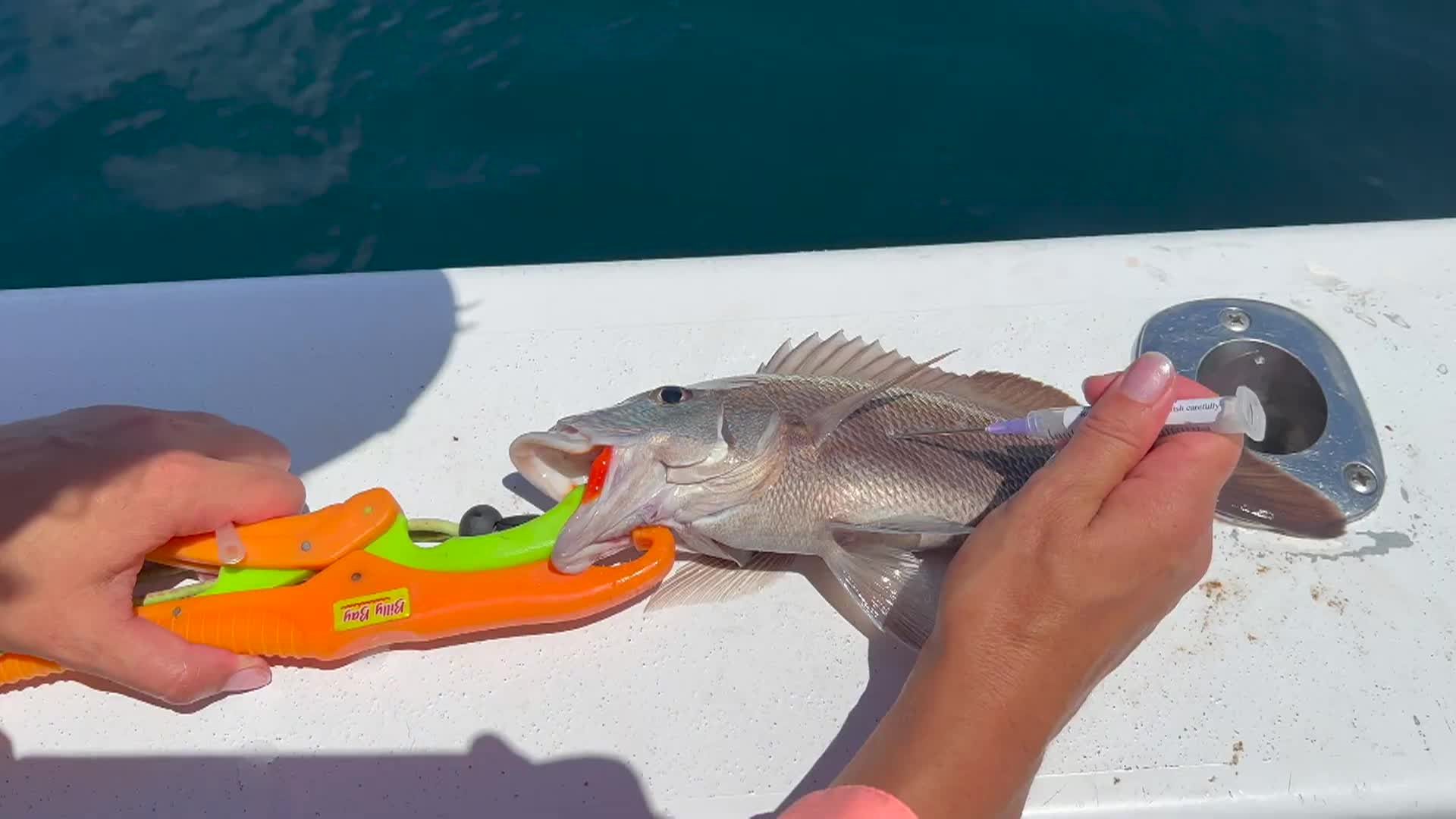 Wild Florida | Help Released Deepwater Fish Survive