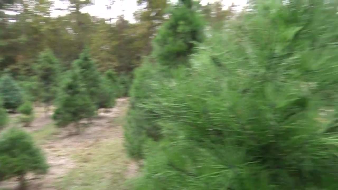 Thumbnail image for Solutions for your Life | Finding the Perfect Christmas Tree