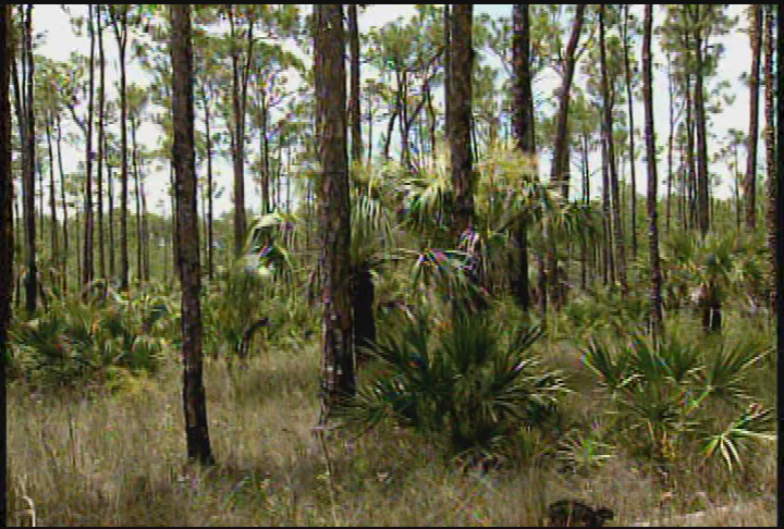 Florida Pine Habitats
