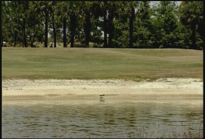 Thumbnail image for Florida's Hardwood Habitats