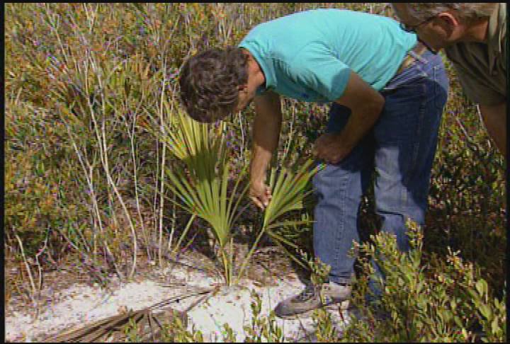 Florida's Scrub Habitats