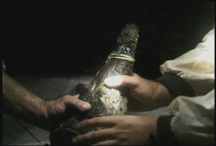 IFAS Department- Crocodile Comeback & Cleaning Up Boca Grande Pass